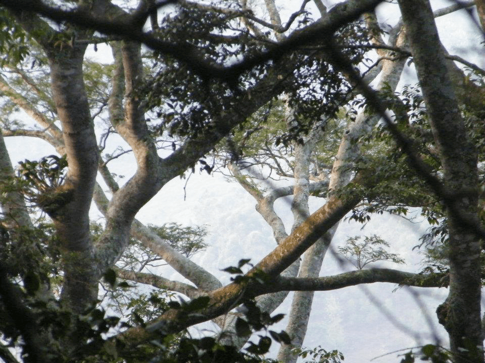 Dense trees and foliage in the Rwandan jungle on an endangered mountain gorilla trek in Africa. 