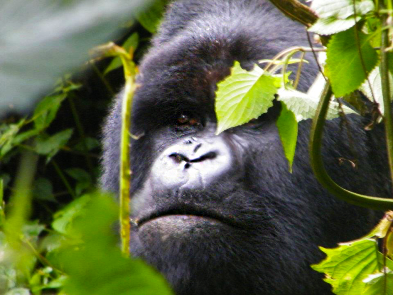 Hiking with Endangered Mountain Gorillas |&nbsp;Rwanda